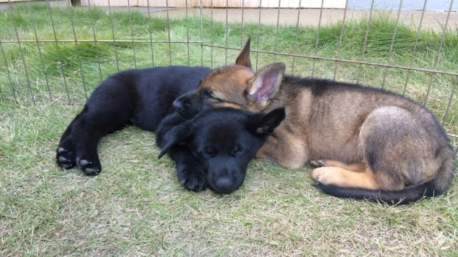 愛犬に合ったトレーニング風景